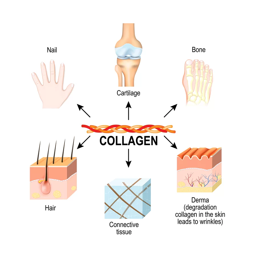 Collagen Peptides: Understanding How They Work and What to Look for in a Supplement